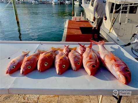 bottom fishing punta cana|Best Bottom Fishing Punta Cana .